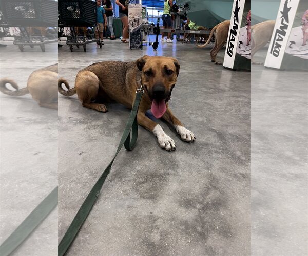Medium Photo #2 German Shepherd Dog-Unknown Mix Puppy For Sale in Royal Palm Beach, FL, USA
