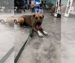 Small #1 German Shepherd Dog Mix