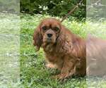 Small #2 Cavalier King Charles Spaniel