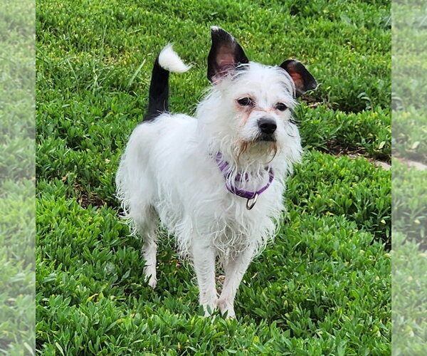 Medium Photo #2 Chihuahua-Unknown Mix Puppy For Sale in Walnutport, PA, USA