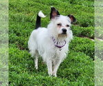Small #1 Chihuahua Mix