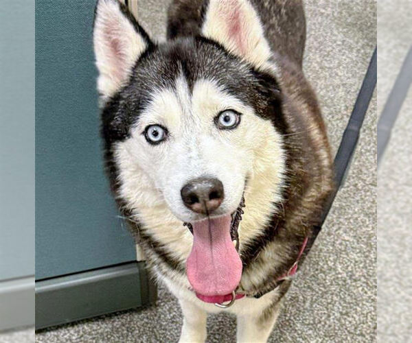 Medium Photo #1 Siberian Husky Puppy For Sale in Petaluma, CA, USA