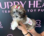 Small Photo #1 Havanese Puppy For Sale in LAS VEGAS, NV, USA