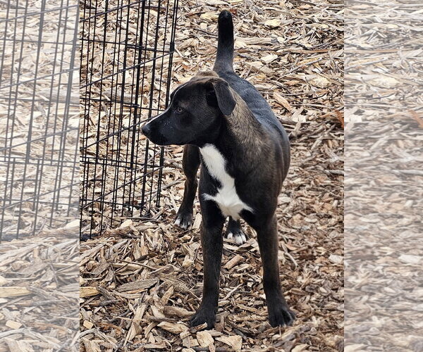 Medium Photo #5 - Mix Puppy For Sale in Bloomingdale, NJ, USA