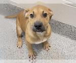 Small #1 Mutt