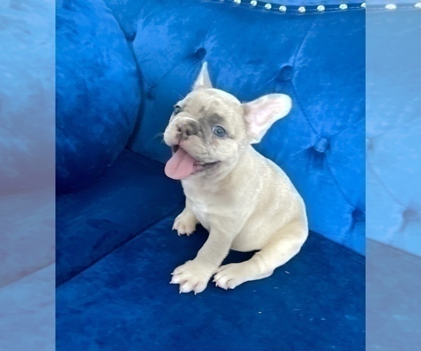 Medium Photo #23 French Bulldog Puppy For Sale in EMPIRE STATE, NY, USA