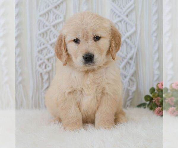 Medium Photo #7 Golden Retriever Puppy For Sale in NEWPORT, PA, USA