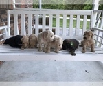 Small Photo #7 Goldendoodle Puppy For Sale in GREENSBURG, KY, USA