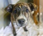 Small #1 American Staffordshire Terrier Mix