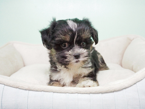 Medium Photo #3 -Shih Tzu Mix Puppy For Sale in LAS VEGAS, NV, USA