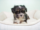 Small Photo #3 -Shih Tzu Mix Puppy For Sale in LAS VEGAS, NV, USA