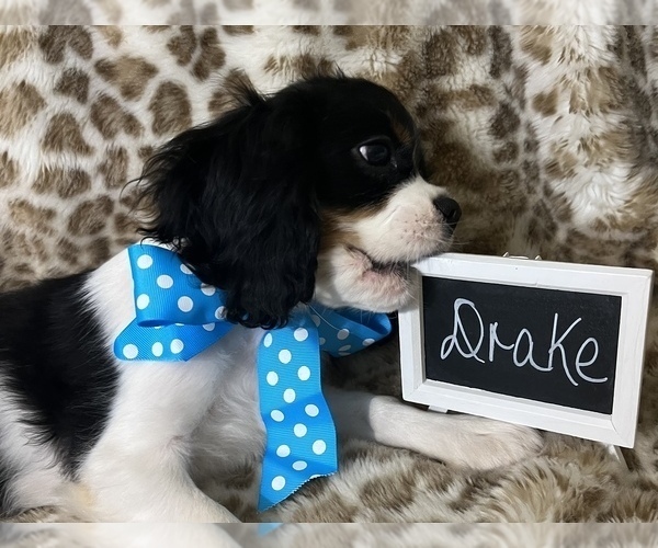 Medium Photo #5 Cavalier King Charles Spaniel Puppy For Sale in ABILENE, TX, USA