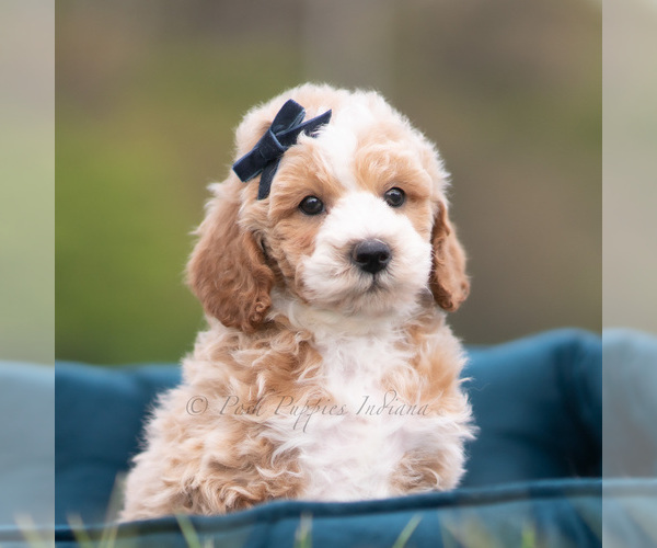 Medium Photo #113 Maltipoo (Miniature) Puppy For Sale in WARSAW, IN, USA