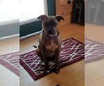 Small #3 Bullboxer Pit