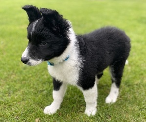 Border Collie Dog for Adoption in RICHMOND, Michigan USA