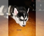 Small Photo #47 Siberian Husky Puppy For Sale in WASHBURN, WI, USA