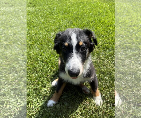 Medium Photo #3 Australian Shepherd-Unknown Mix Puppy For Sale in Valrico, FL, USA