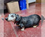 Small #8 Dachshund