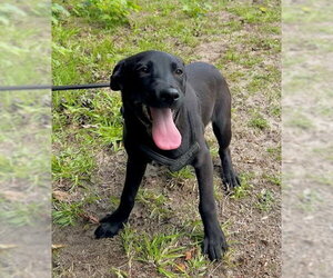 Labrador Retriever-Unknown Mix Dogs for adoption in Tarrytown, GA, USA