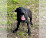 Small Labrador Retriever Mix