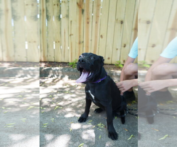 Medium Photo #16 German Shepherd Dog-Staffordshire Bull Terrier Mix Puppy For Sale in Holly Springs, NC, USA