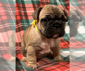 French Bulldog Puppy for sale in BOLIVAR, MO, USA