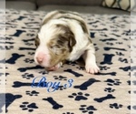 Small Photo #35 Australian Shepherd Puppy For Sale in SALISBURY, NC, USA