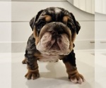 Small Photo #3 English Bulldog Puppy For Sale in SAINT CHARLES, IL, USA