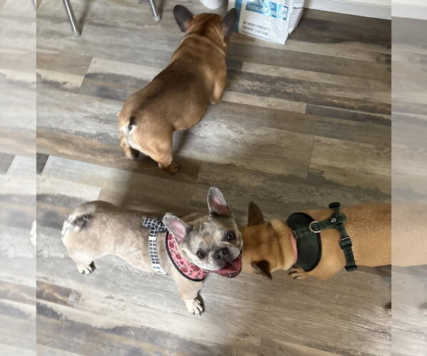 Medium Photo #3 French Bulldog Puppy For Sale in Pottstown, PA, USA