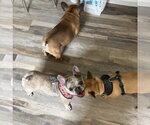 Small #2 French Bulldog