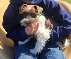 Schnauzer (Miniature) Puppy for sale in FAYETTEVILLE, AR, USA