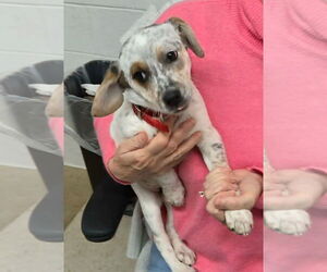 Beagle-Unknown Mix Dogs for adoption in Aurora, IN, USA