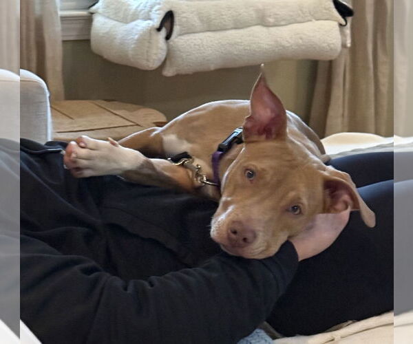 Medium Photo #8 Mutt Puppy For Sale in Decatur, GA, USA