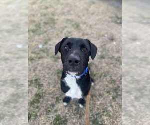 Cosmo - Male Labrador Retriever Dog for Adoption - Photo #3
