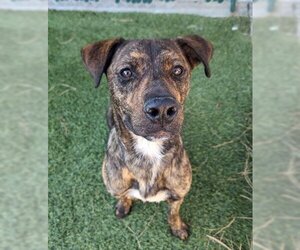 Plott Hound-Unknown Mix Dogs for adoption in Downey, CA, USA
