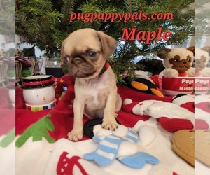 Pug Puppy for sale in SPRING HILL, FL, USA