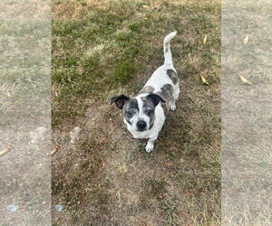 Chihuahua-Weimaraner Mix Dogs for adoption in Stephens City, VA, USA