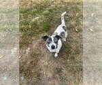 Small Chihuahua-Weimaraner Mix