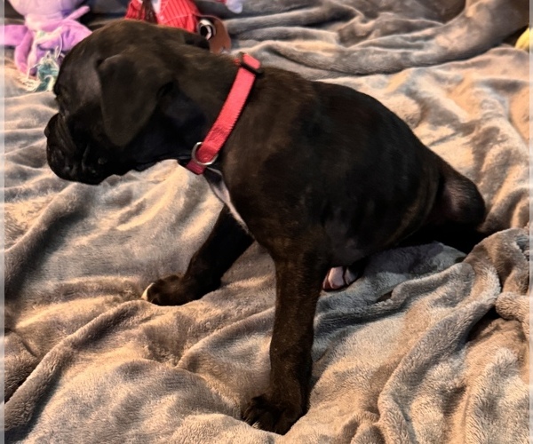 Medium Photo #6 Boxer Puppy For Sale in LANSING, MI, USA
