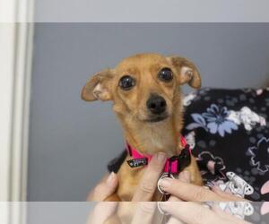 Chiweenie Dogs for adoption in Mountain Home, AR, USA