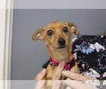 Little Foot - Female Chiweenie Dog for Adoption - Small photo