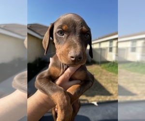 Doberman Pinscher Puppy for sale in HIGHLAND, CA, USA