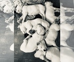 Small Photo #1 Dogo Argentino Puppy For Sale in CANON CITY, CO, USA