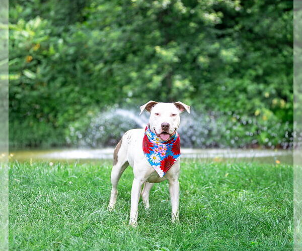 Medium Photo #3 Mutt Puppy For Sale in Unionville, PA, USA