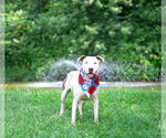 Small #2 Mutt