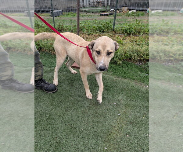 Medium Photo #4 Siberian Husky-Unknown Mix Puppy For Sale in garner, NC, USA