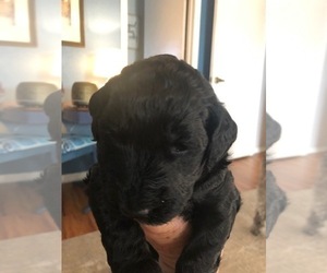 Labradoodle Puppy for sale in PALM BAY, FL, USA