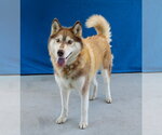 Small Siberian Husky