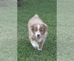 Small Photo #5 Australian Shepherd Puppy For Sale in CHARLESTOWN, IN, USA