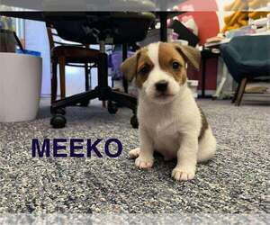 Jack Russell Terrier Dogs for adoption in Springdale, PA, USA